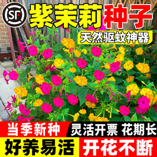 �����򻨷N�Ӻû���ͥԺ���^�G�����Ե��׻�ҹ���㻨�ѻ��ܷN��