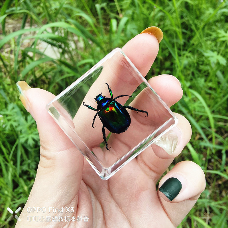 연한 녹색 짙은 녹색 거북이