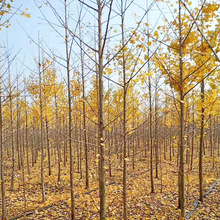 基地银杏树苗 白果树小树苗量大优惠 苗圃造林苗木小苗银杏树