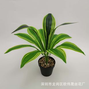 �F؛���滨����Gֲ12�^pu��Ƥ�mֲ���İ�������ٻ��b�ֲ��