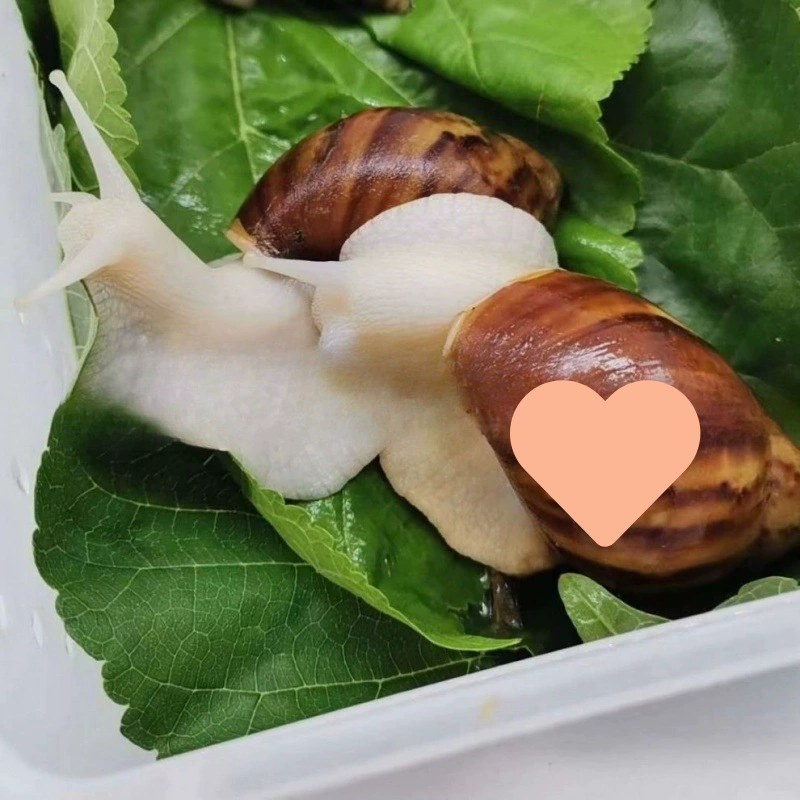 Snails for students for experiments white jade, pet
