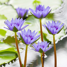 迷你小睡莲带花芽黑美人家庭盆栽水培水生植物四季花卉碗莲根块茎