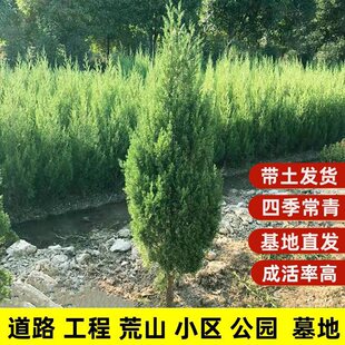 Cypress Saplings, Taibai Cemetery Landscape Trees, Easy-To-Grow Cypress Branches, Pine Trees in Front of the Graves, Flat Sprinkled Gold Seedlings for Sale, Drought-Resistant