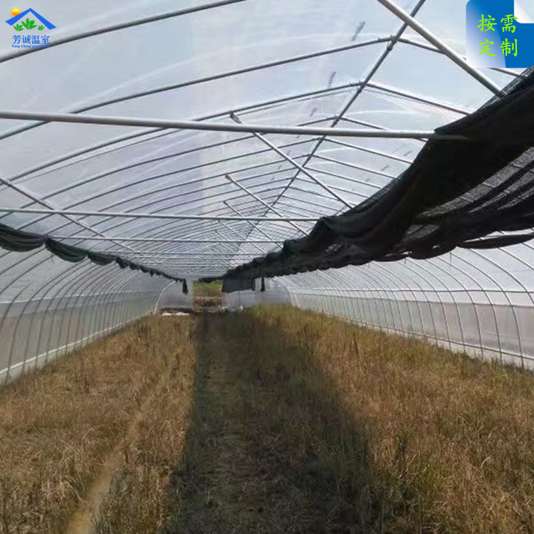 插地大棚（棚内）