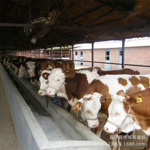 ţ����ţ�����T����ţ�������Sţţ��Сţ�ٻ�ţ�SţСţ��