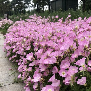 Beautiful Evening Primrose Flower Seeds Are Sown and Bloom in All Seasons, Easy-To-Live Flower Seeds, Balcony Florals, Courtyard Outdoor Flower Seeds