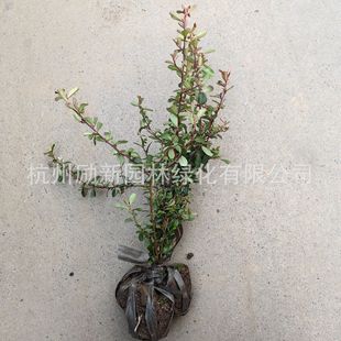 ��С�����ľ������С����򹤳̈@�־G����ľ����ֱ���辰