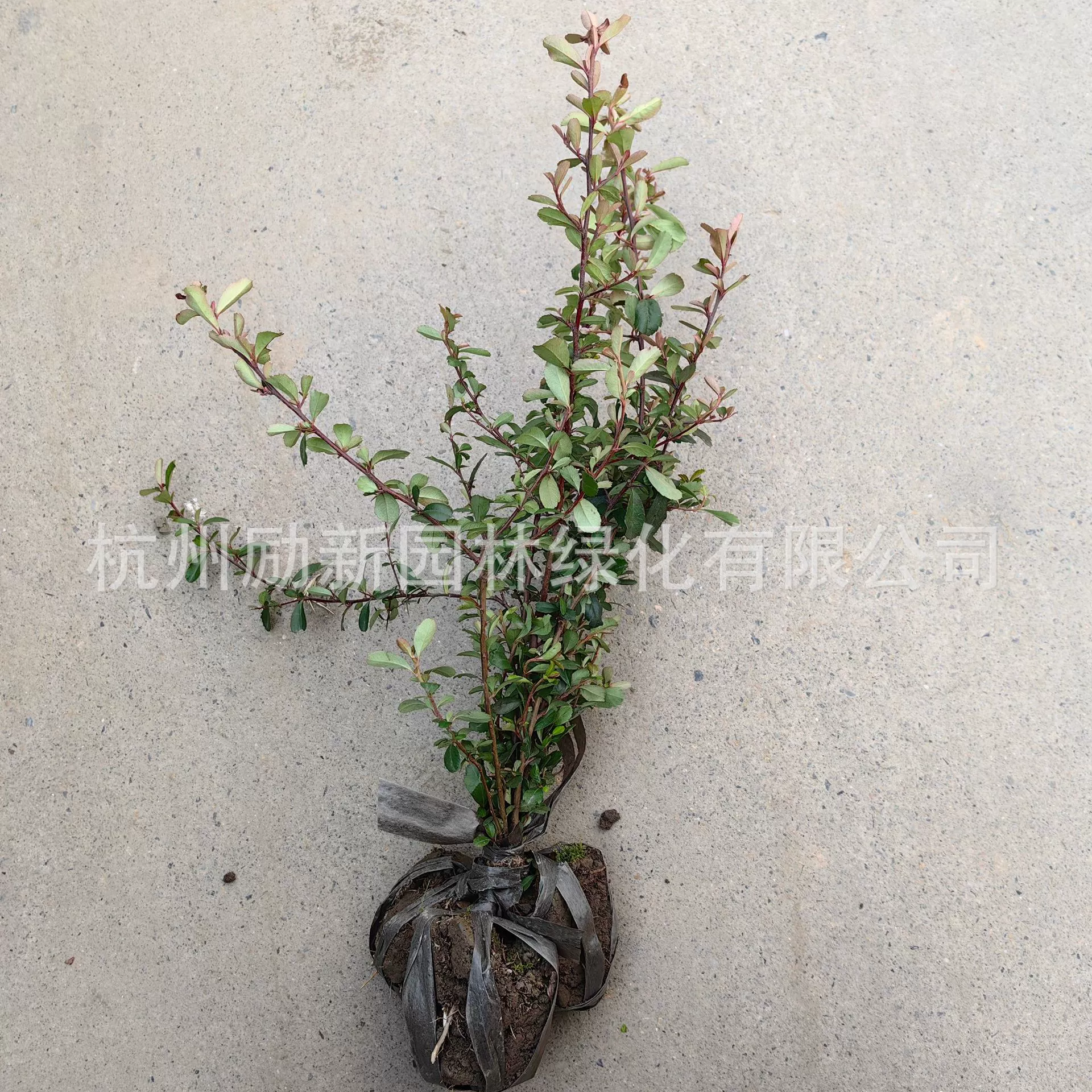 [Сбор рассады и прямое сопоставление] Ландшафтный дизайн рассады клоуна Pyracantha Project