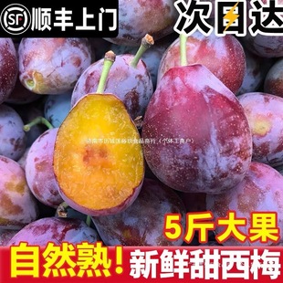 ��÷�r��5�����rˮ�������������ӷ��m�������{�۴���÷�r��Y��