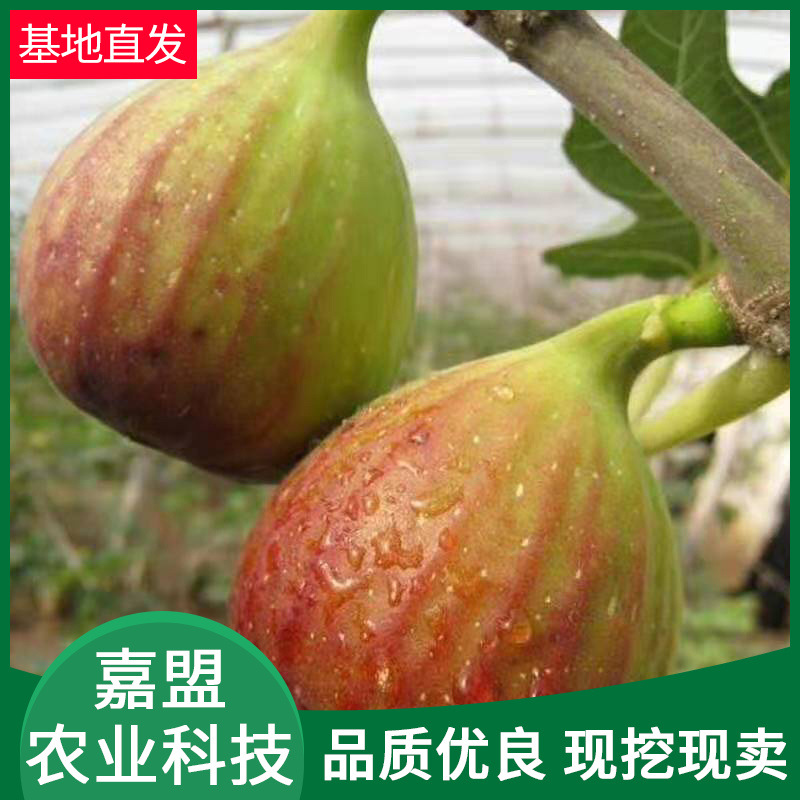 无花果苗果形端正根系发达 现挖现卖基地培育无花果苗