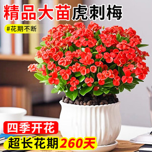 �F�������Ի����҃��辰�Gֲ�ļ��_������÷�k���̨�����_��ֲ��