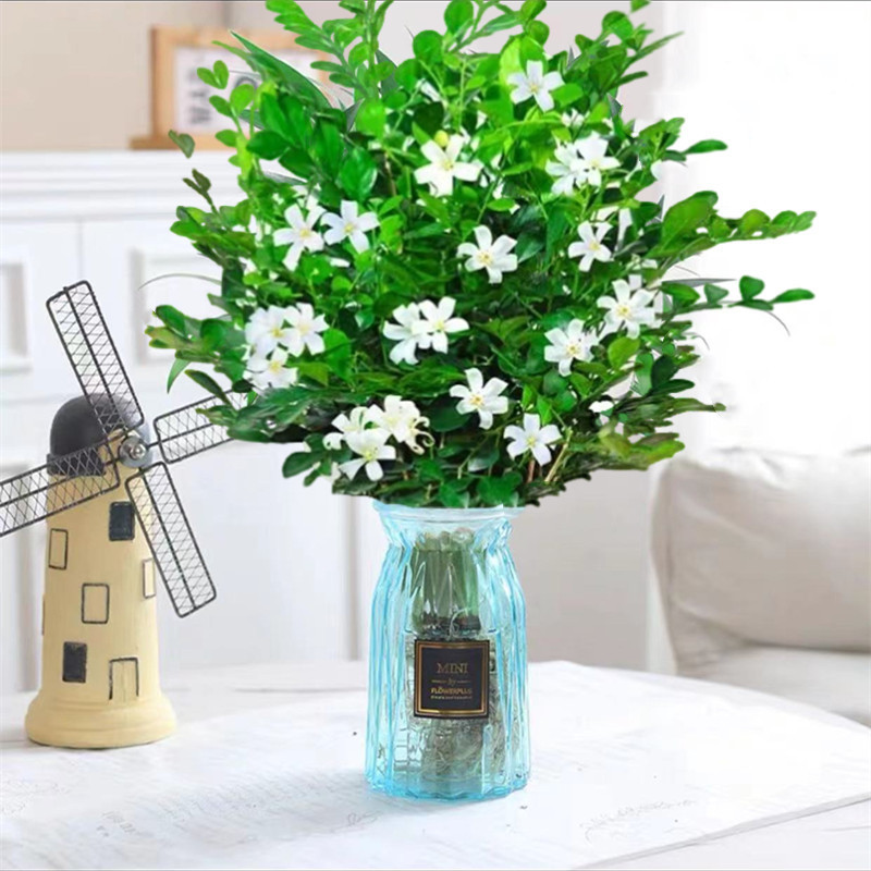 [물에 닿으면 살아난다] 35-50CM 구리향(종이접기 파란색 유리병) 10-15개를 선택하고 영양액을 받으세요