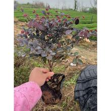 �t���^ľ���玧���l؛�e��ͥԺ�G������ɫ�K����G�h�t���^ľ��