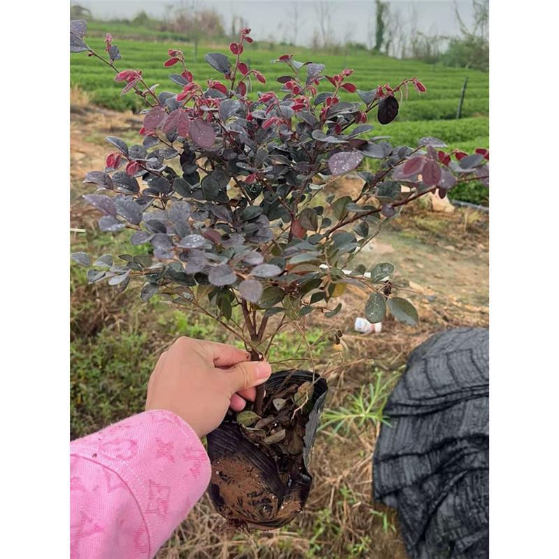 红花继木树苗带土发货别墅庭院绿化花境色块大杯苗绿篱红花继木球