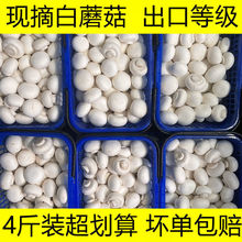 口蘑菇现摘现发新鲜白蘑菇双孢菇新鲜口蘑时令蔬菜食用菌菇默认项