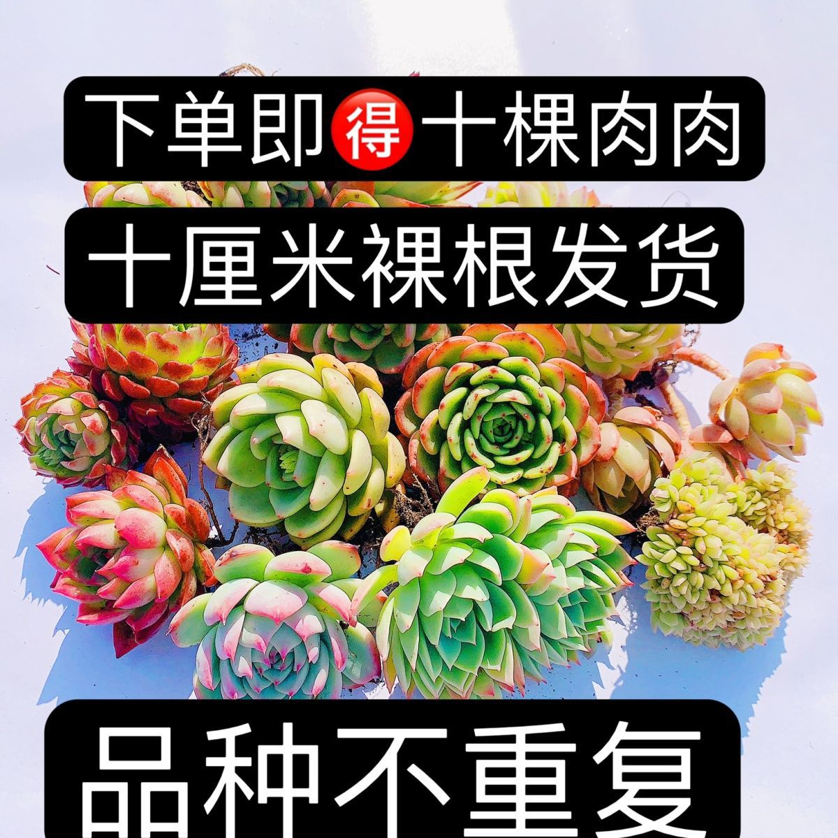 반복되지 않는 10개의 큰 단일 머리 그룹, 약 10cm 무작위로 혼합됨