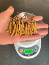 ���ض��x�Ĳ����l �a��ֱ��ȫҎ���x����ɶ��x�ĲݶY�� ֧�ִ��l