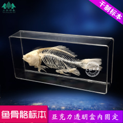 魚の骨格の標本の淡水魚の骨格の真骨は模型の教育展示室の科学研究の器具の生物の標本をつなぎ合わせます。