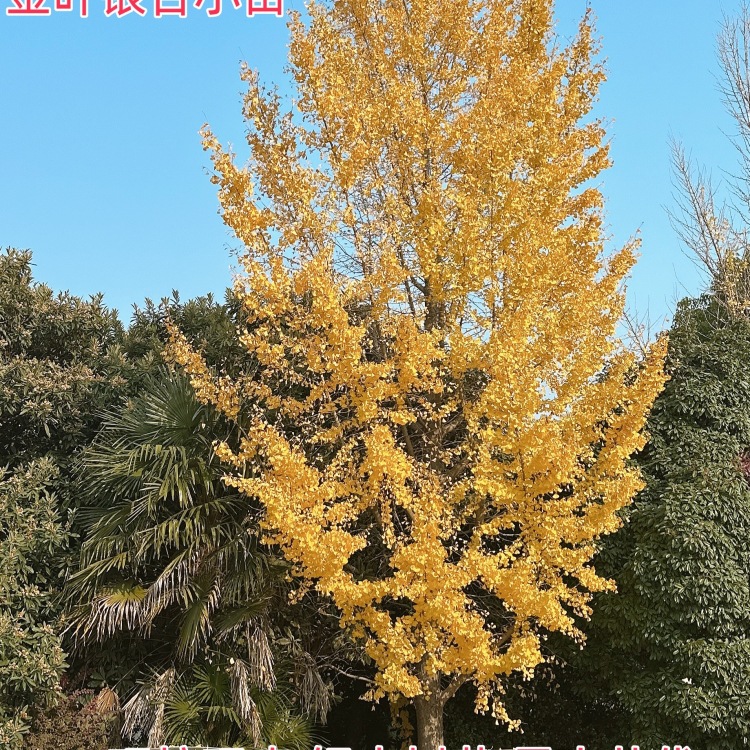 银杏树银杏树活苗金叶银杏小苗庭院别墅绿化银杏树苗行道树苗木