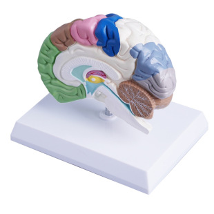 Color right hemisphere functional partition cerebral artery model Neurology ventricular brain anatomy brain stem brain structure model