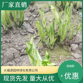 其他园林植物;水生植物;灌木