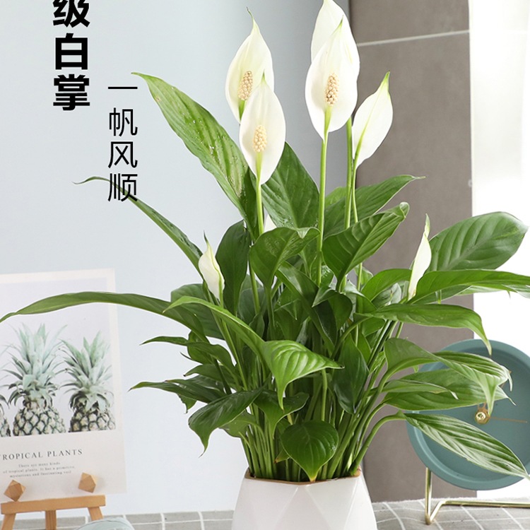 白掌盆栽一帆风顺开花植物办公室桌面小盆栽室内四季好养植物