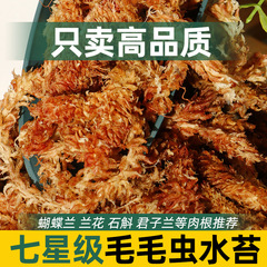 チリ輸入水苔毛虫水苔胡蝶蘭植物蘭専用土亀冬眠保湿乾燥コケ