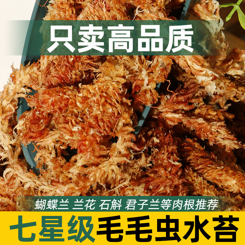 Chile imported water moss caterpillar water moss Phalaenopsis plant orchid special soil turtle hibernation moisturizing dry moss