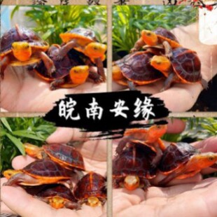 ll�S���������]�������ϰ���̨����ꑾ��ܾ���