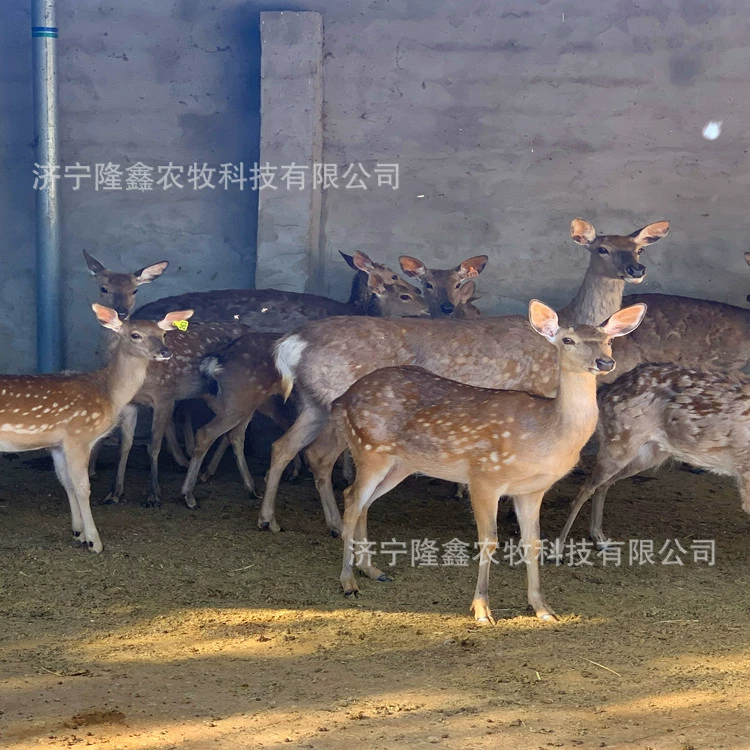 Где я могу купить пятнистый олень саженец пятнистый олень