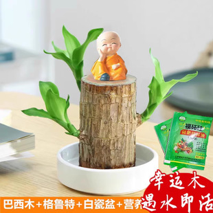 Brazilian Wood Can Sprout Indoor Water-Cultured Lucky Wood Hydroponic Four-Season Evergreen Tree Flower Potted Green Plant Easy to Live Wholesale