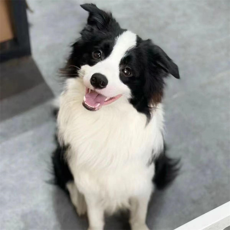 纯种的边境牧羊犬幼犬活体高智商黑白双血统三通七白长毛聪明狗狗