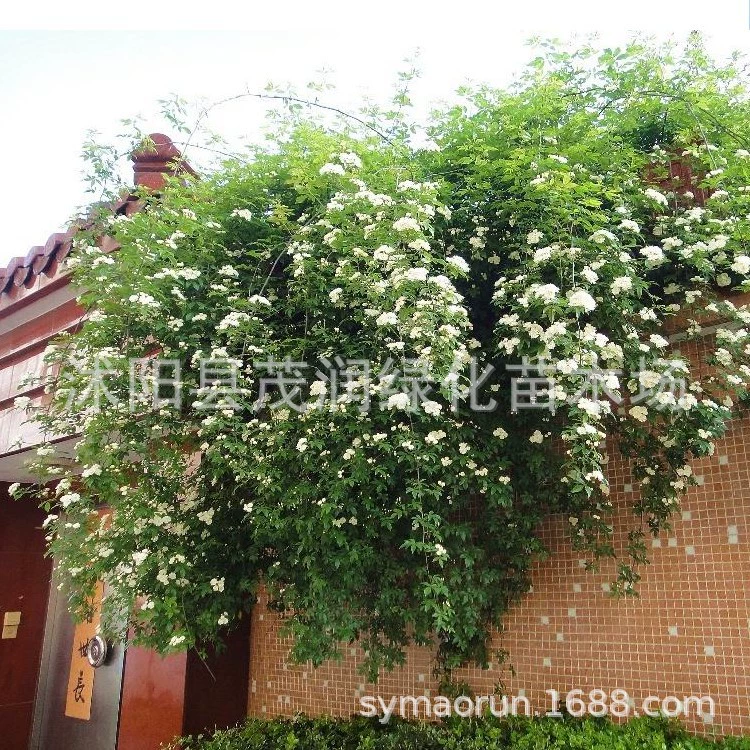 Двор Коридор Балкон Горшечные растения Озеленение Восхождение Виноградные цветы Сильный восхождение Секс Aucklandius Белый цветок Aucklandius Желтый цветок Aucklandius Рассада