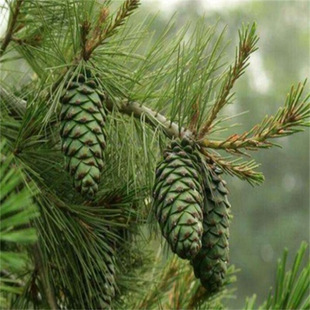 �������ѹ���Թ��ɘ������|���t�Ә�PCT�糣������䮔��Y��