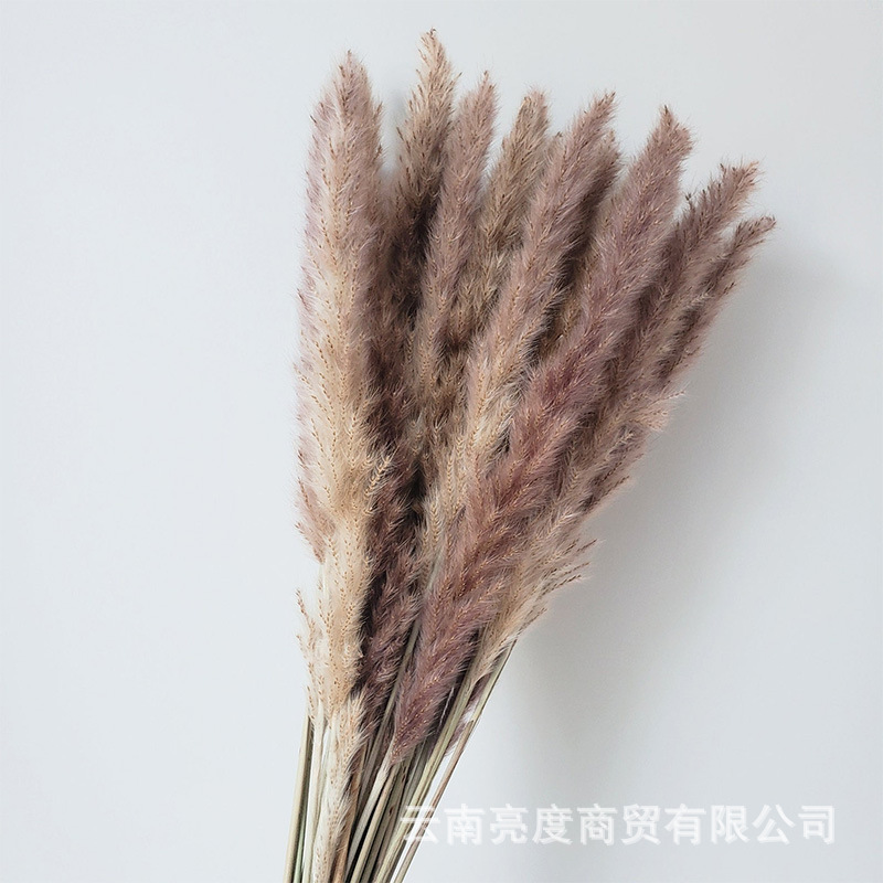 Pampas naturales ramo de flores secas cola de conejo hierba pequeña Reed polvo Reed madera estilo bohemio decoración del hogar