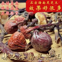 海南灵芝王产自深山的灵芝红灵芝长脚灵芝春节过年送礼