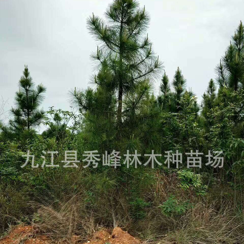 园林绿化湿地松小苗 造型 矿山复绿 10公分-25公分柴源农林松树枝