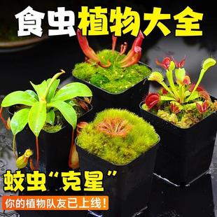 Potted Insectivorous Plants, Mosquito-Catching Plants, Pig Cage Plants, Cold-Resistant Green Plants, Insectivorous Plants, Carnivorous Flowers, Easy to Feed in Kindergarten