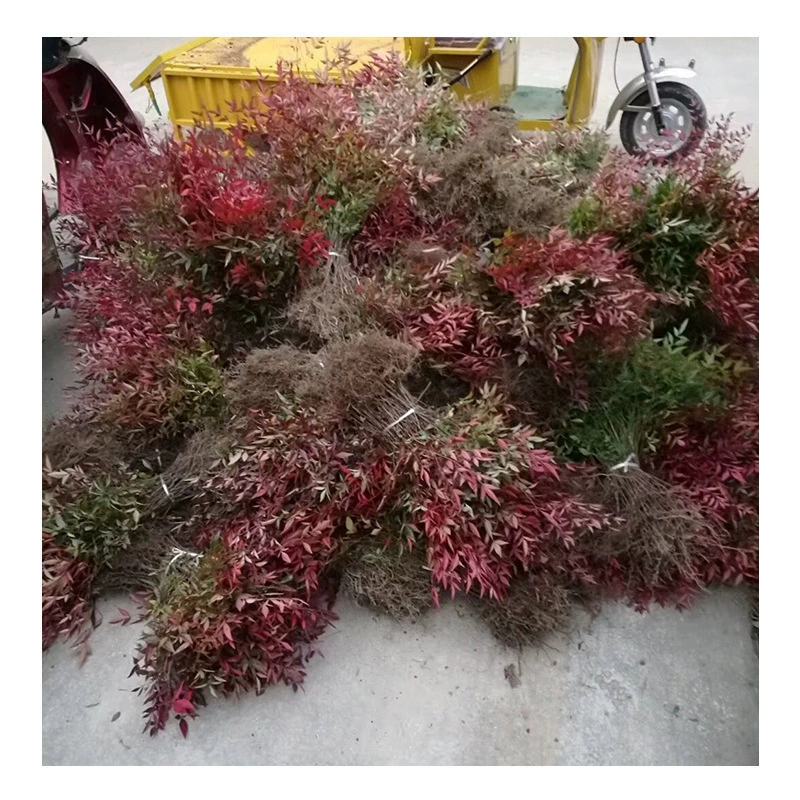 Оптом и оптом инженерный цвет двора Зеленые саженцы Нантянь саженцы бамбука Красные саженцы Тяньчжу саженцы в горшках