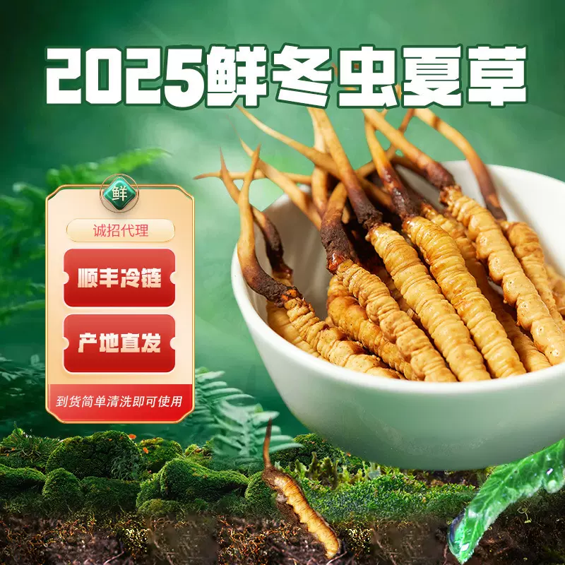 新鲜冬虫夏草产地直发顺丰冷链空运头期人工干刷生态新鲜虫草
