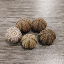 天然贝壳海螺海胆壳 高腰海胆壳 迷你家居装饰小夜灯材料厂家批发