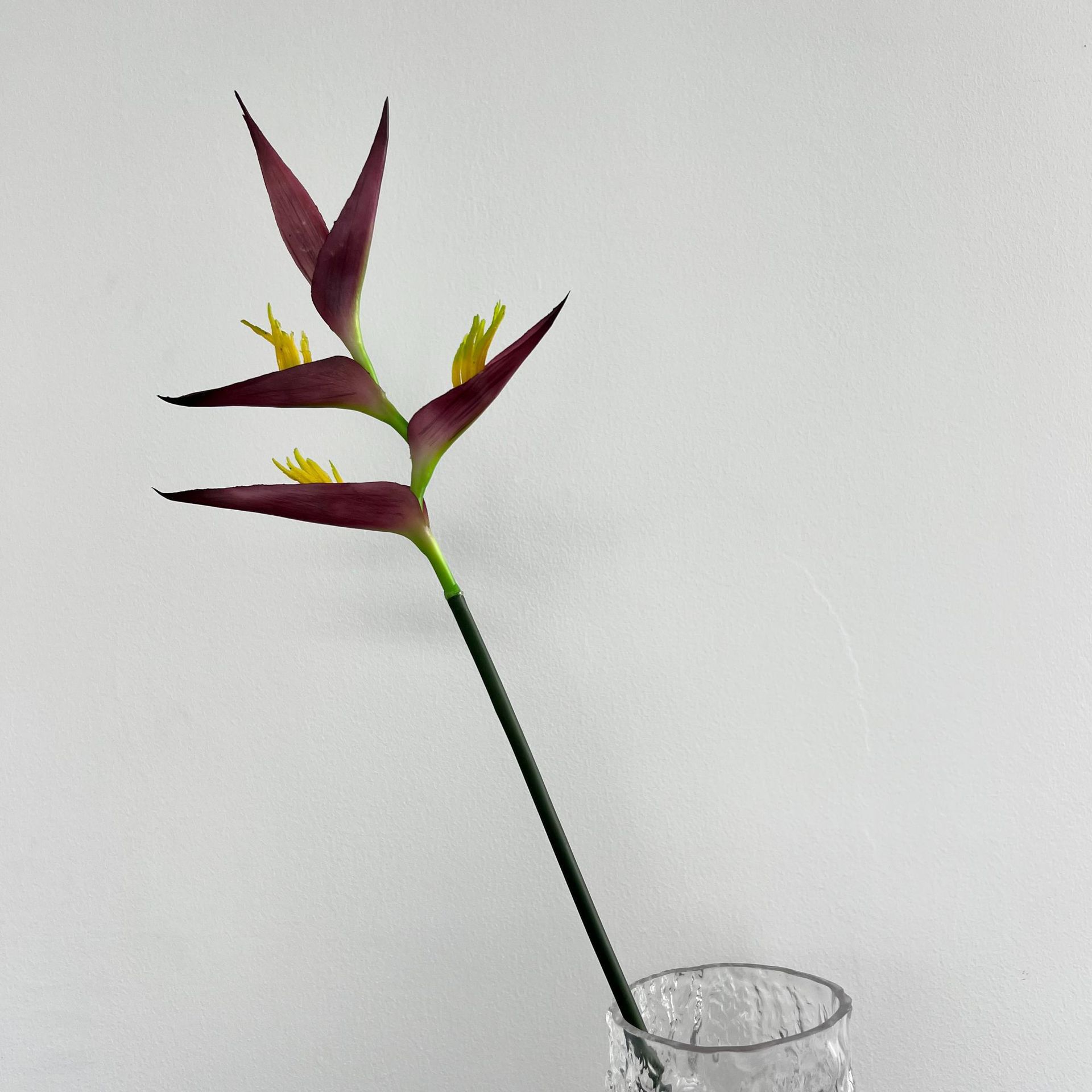 Plátano de cola de escorpión púrpura