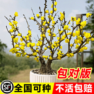 �D÷�����������҃����Ϙ�÷���辰ͥԺ�ͺ�����ֲ����������D÷