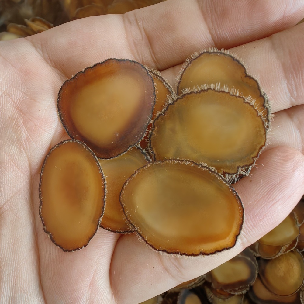 Deer Antler Slices Lu Rong Quan La Pian Full Wax Slices for Soup and Wine Infusion 5g key features