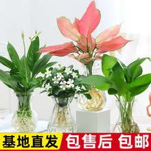 �k���҃ȾGֲ���ܺ��BС���ԾG�}��ˮ��ȥ�ļ��������ֲ��