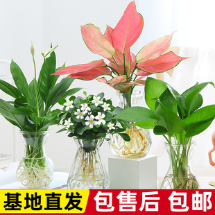 �k���҃ȾGֲ���ܺ��BС���ԾG�}��ˮ��ȥ�ļ��������ֲ��