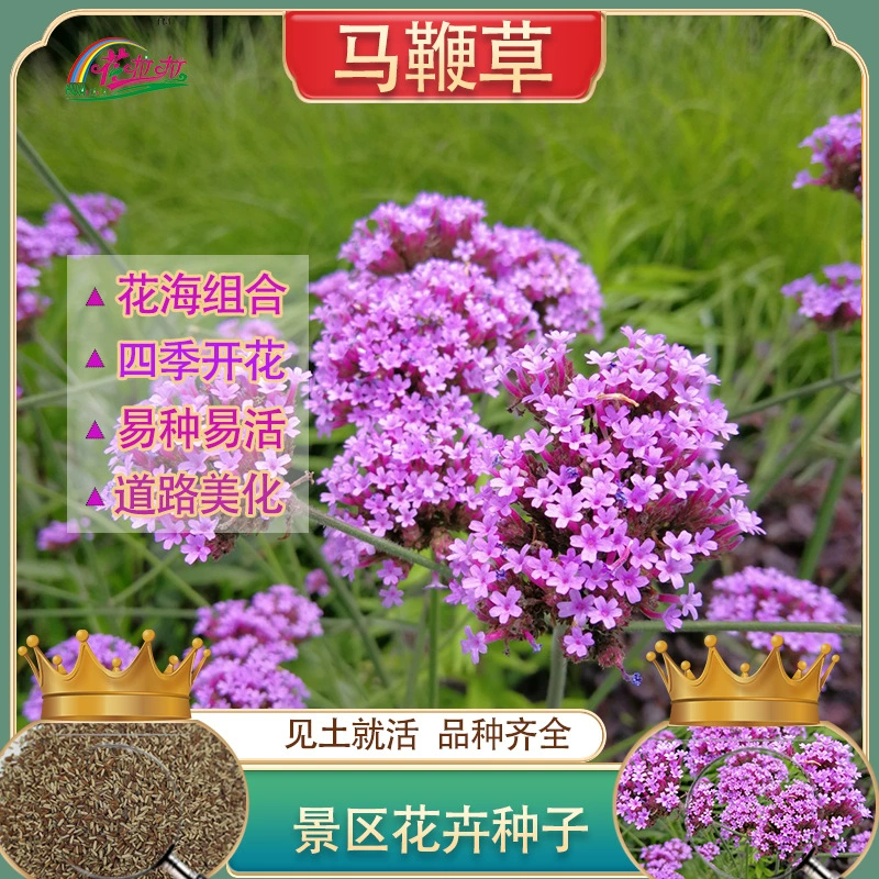 Весенний и осенний посев многолетняя ива Вербена Цветочные виды цветов Многосезонные цветающие стрекозы Семена Дорожный пейзаж