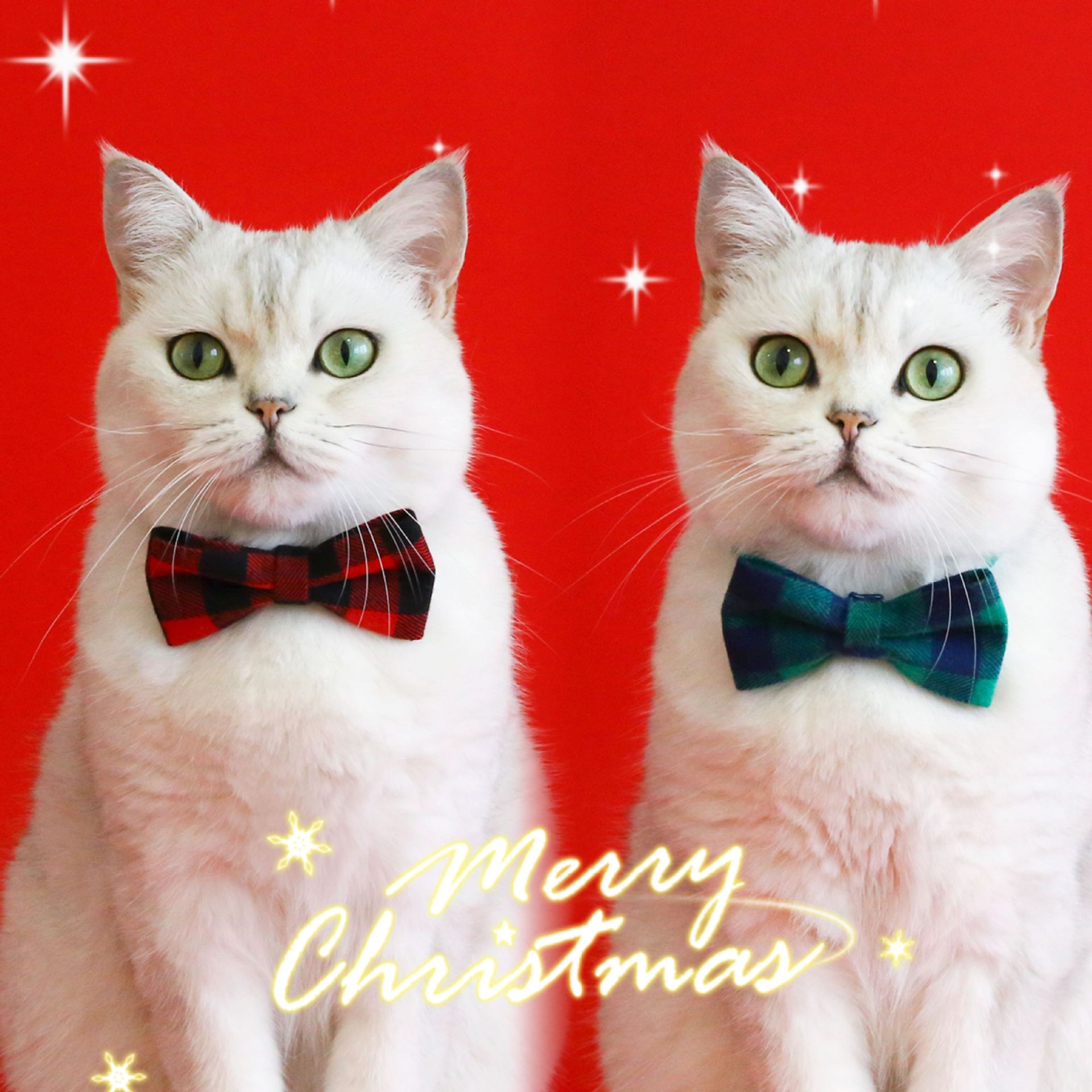 2023 nueva corbata de Navidad collar de mascotas cuadrillas rojas y verdes anti-asfixia ajuste gatos y perros accesorios collar de arco