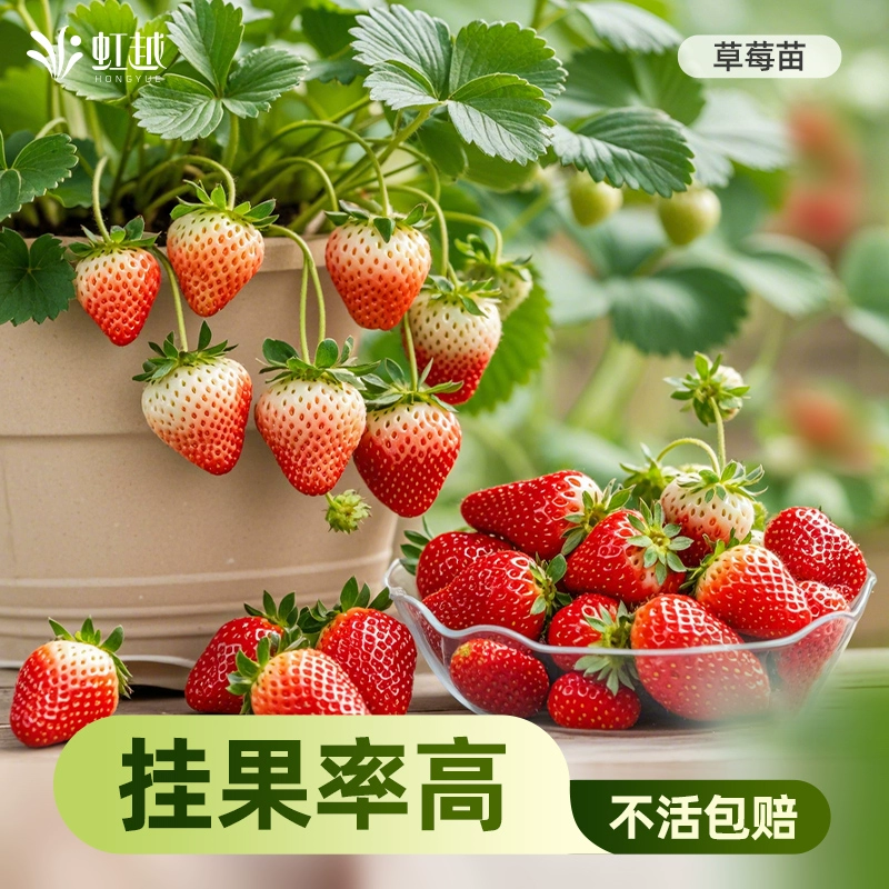 Рассада клубники Hongyue в горшках для балкона, четырехсезонное фруктовое дерево, черный жемчуг, ангельский розовый нефрит, рассада фруктов Dandong Sui Pearl
