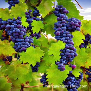 ��Ʒ�N�������ј�B��3̖�ᭇָ�����ĺ������ϱ����Nֲ�o������